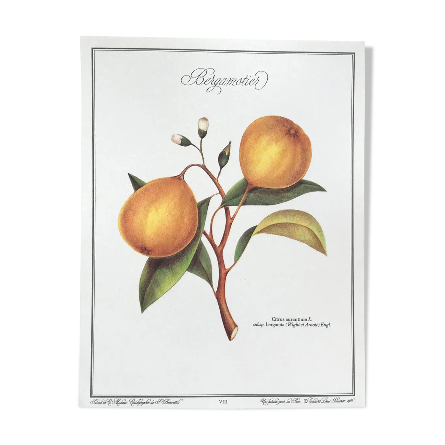 Botanical plank the bergamot