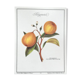 Botanical plank the bergamot