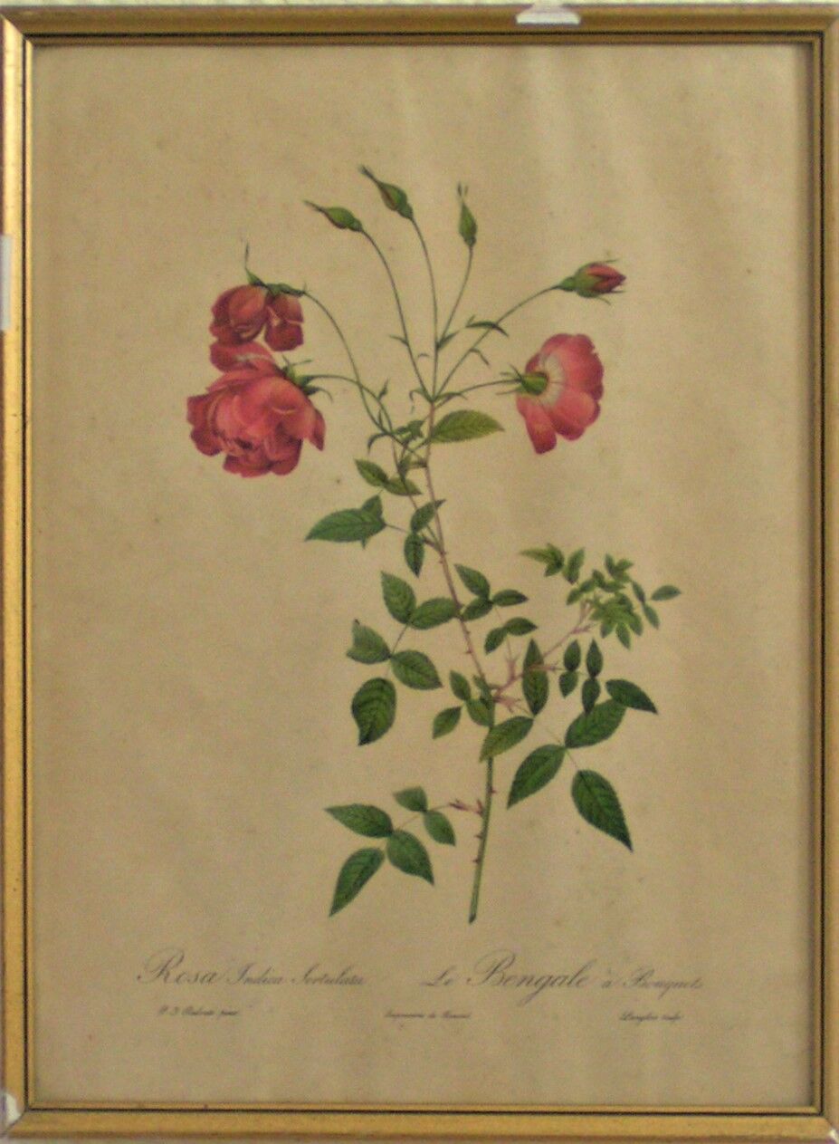 Flower illustrations by " Joseph Redouté "