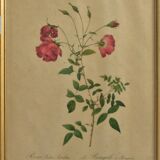 Illustrations fleurs par " Joseph Redouté"
