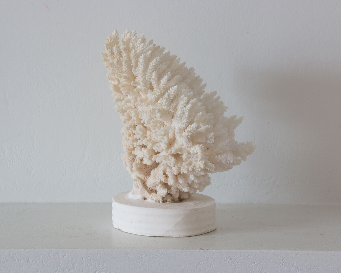 Ancient white coral