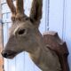Deer hunting trophy