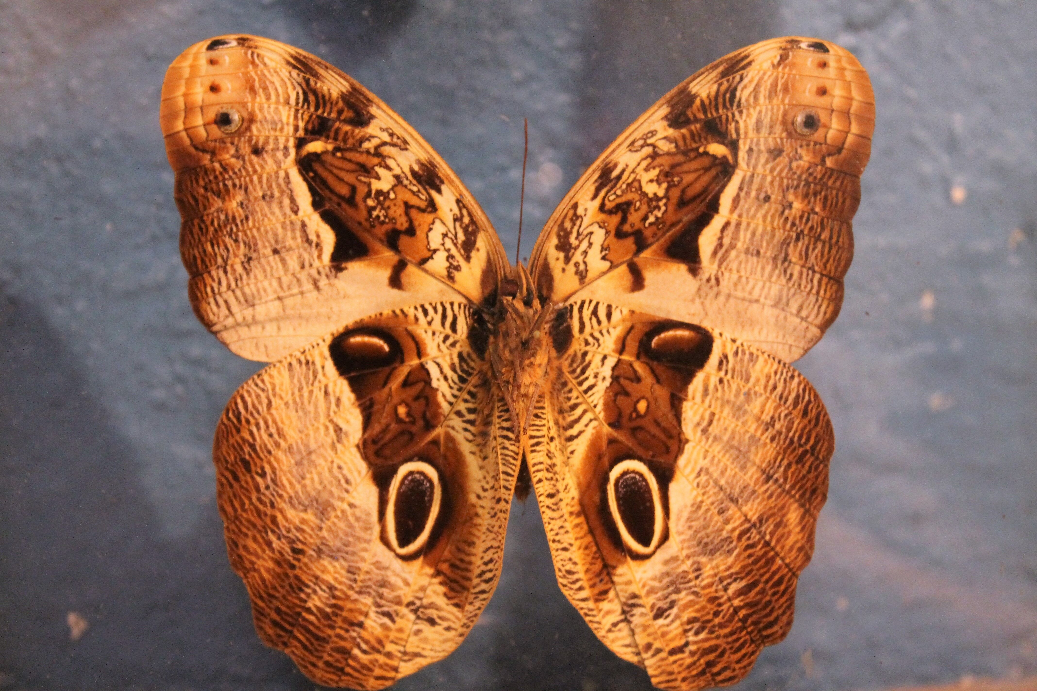 Morpho butterfly box  60