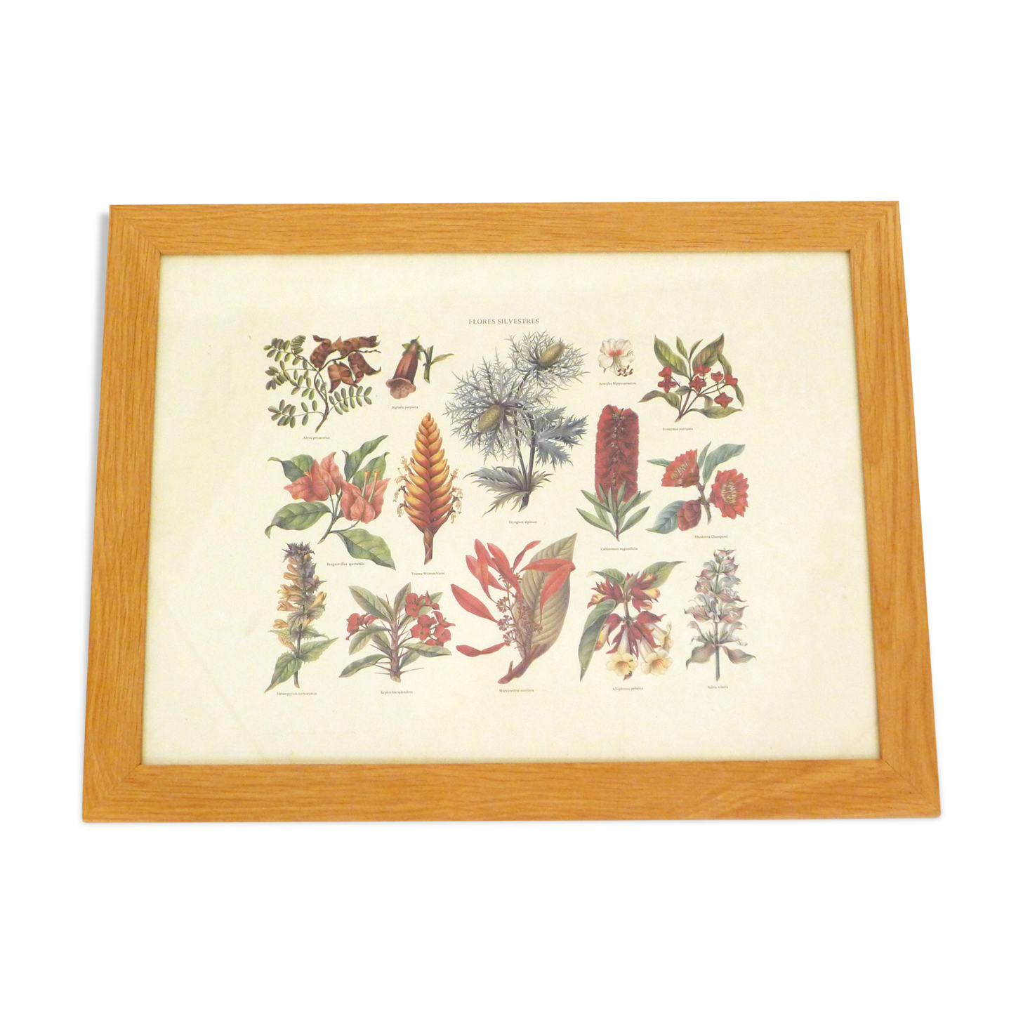 Framed Wildflower Botanical Plate
