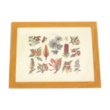 Framed Wildflower Botanical Plate