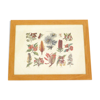 Botanical plank Wild Flowers framed