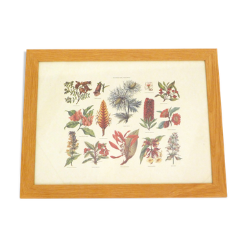 Framed Wildflower Botanical Plate
