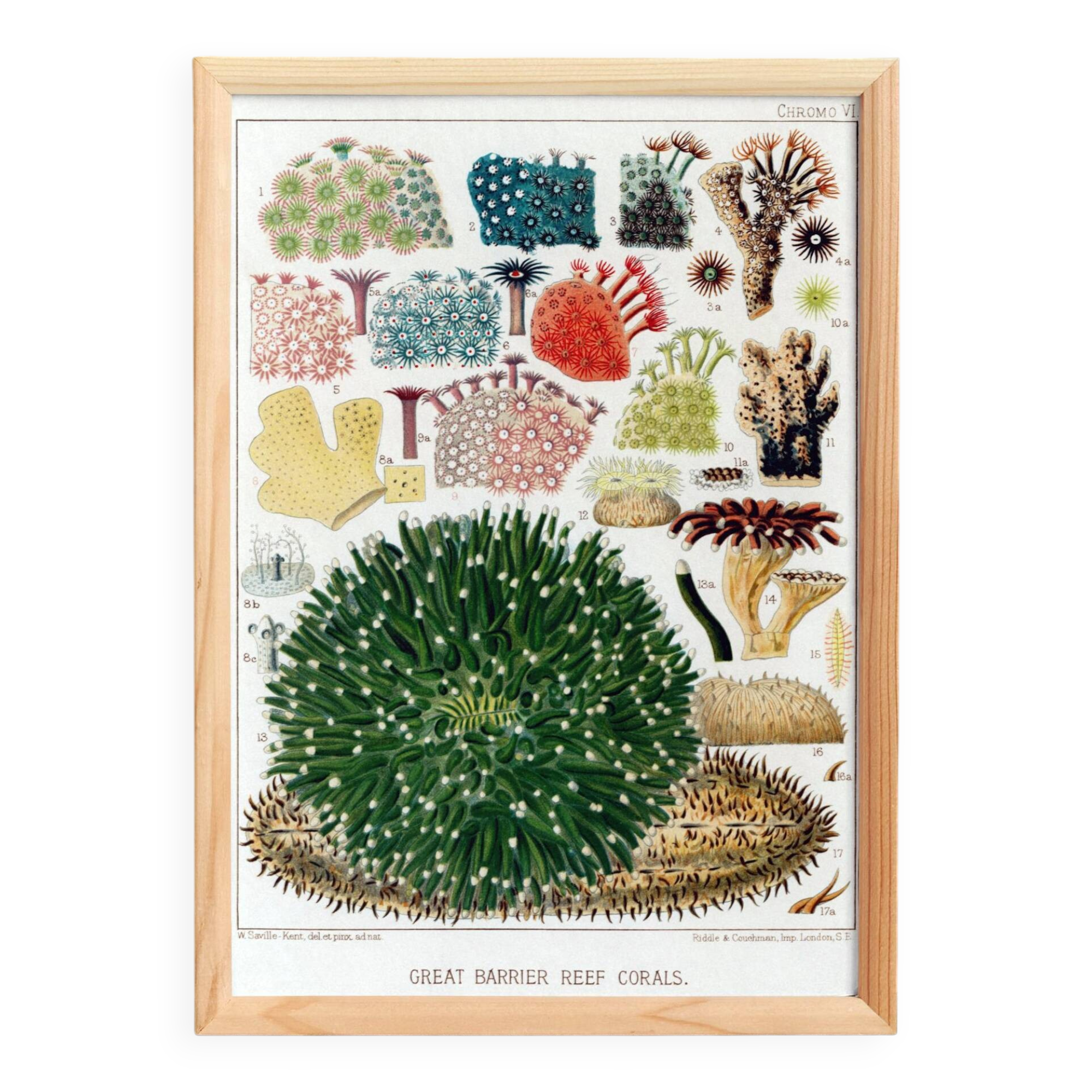 Affiche sur les Anémones, d’après une lithographie de 1893.