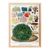Poster about Anemones, based on a lithograph from 1893.