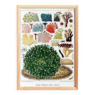 Affiche sur les Anémones, d’après une lithographie de 1893.