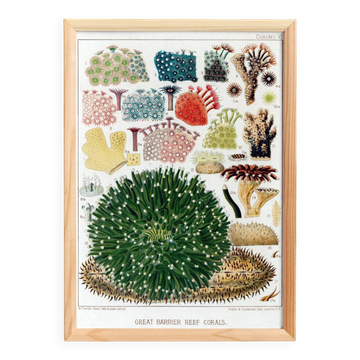 Poster about Anemones, based on a lithograph from 1893.