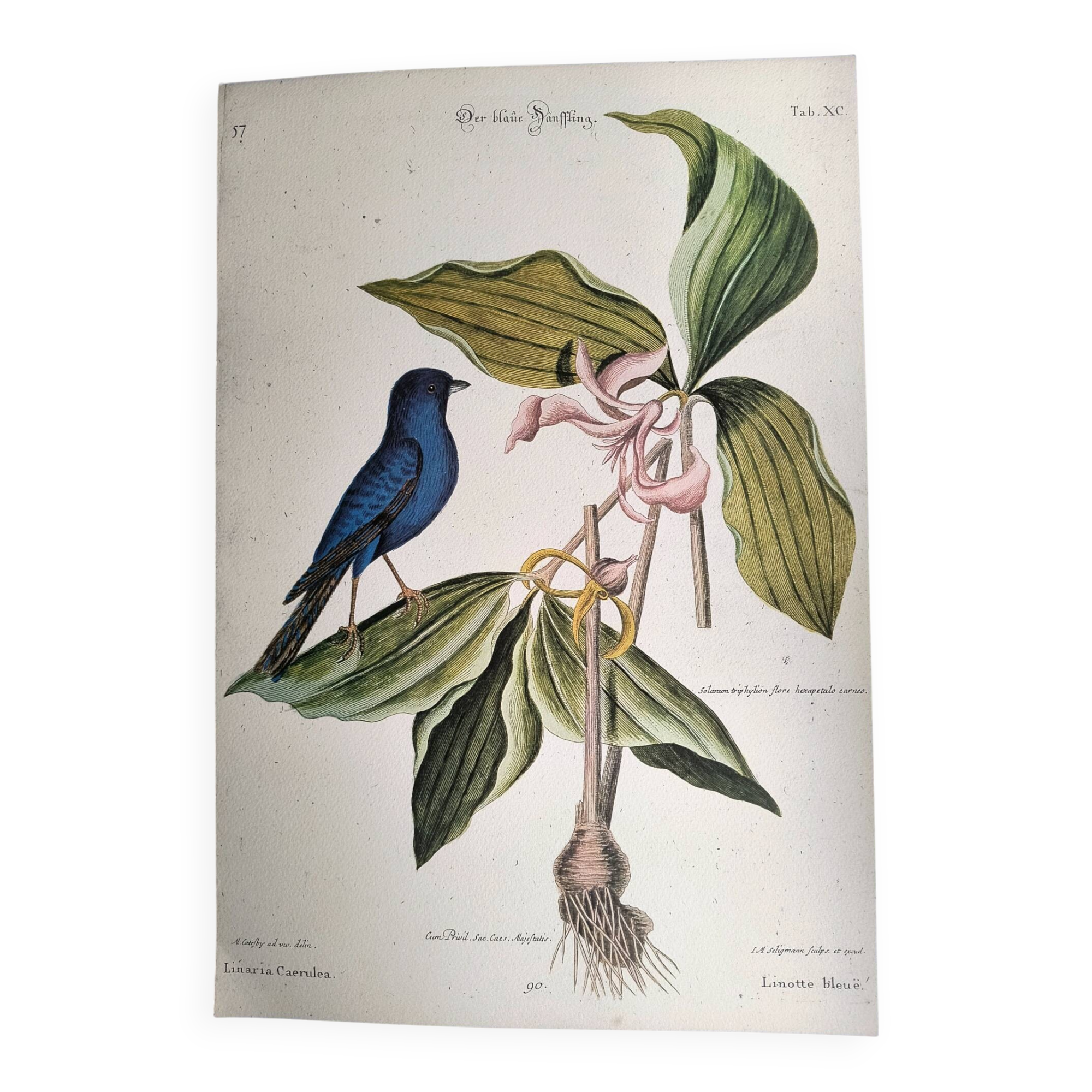 Antique bird engraving - Blue Linnet - Ornithological plate by Seligmann