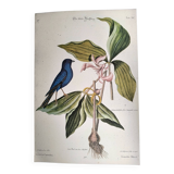 Gravure ancienne oiseau -Linotte Bleue- Planche ornithologique de Seligmann