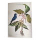 Antique bird engraving - Blue Linnet - Ornithological plate by Seligmann