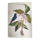 Gravure ancienne oiseau -Linotte Bleue- Planche ornithologique de Seligmann