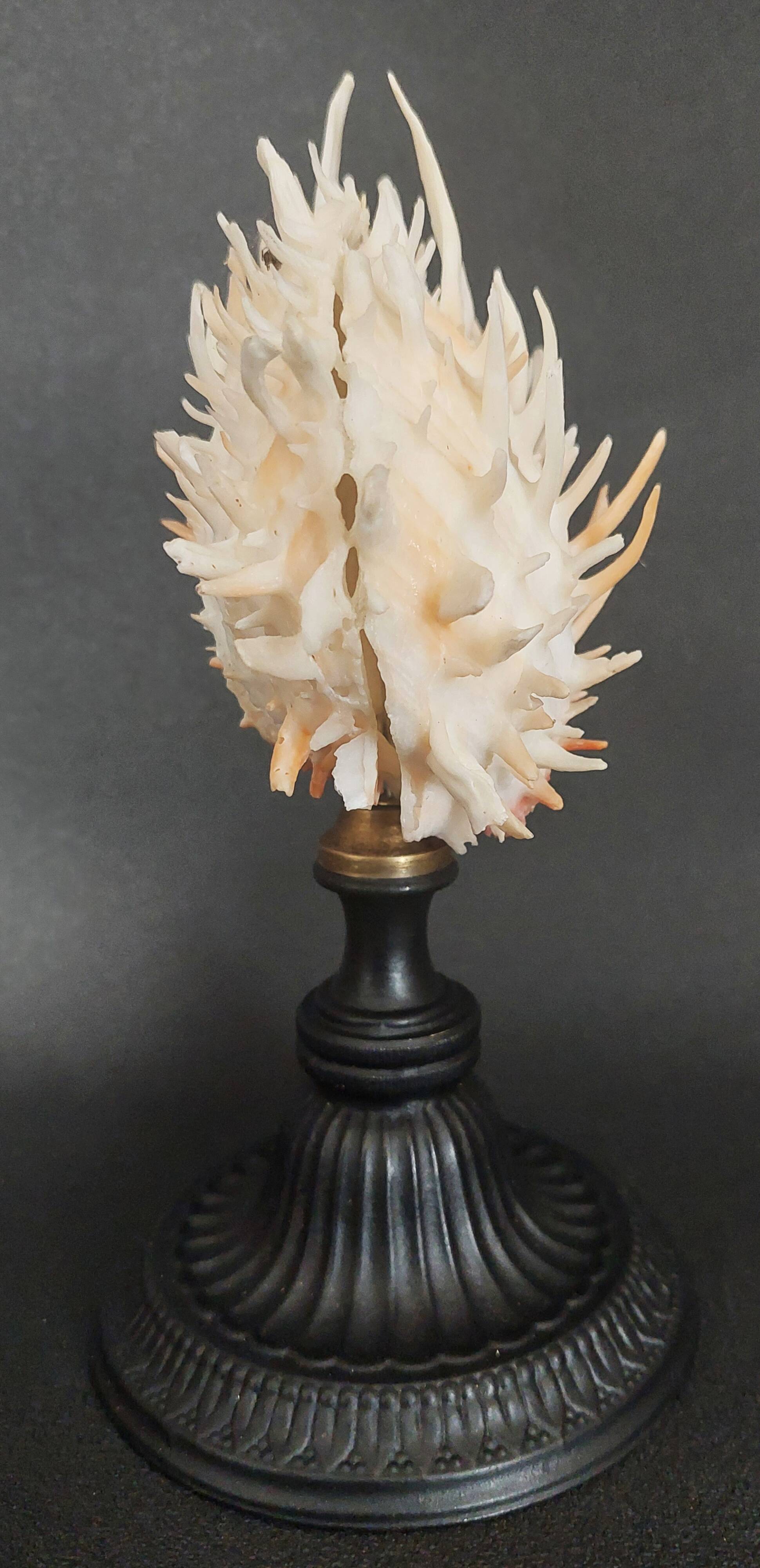 Cabinet of Curiosities Spondylus americanus shell on base