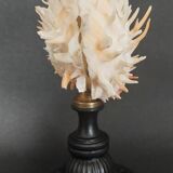 Cabinet of Curiosities Spondylus americanus shell on base