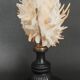Cabinet of Curiosities Spondylus americanus shell on base