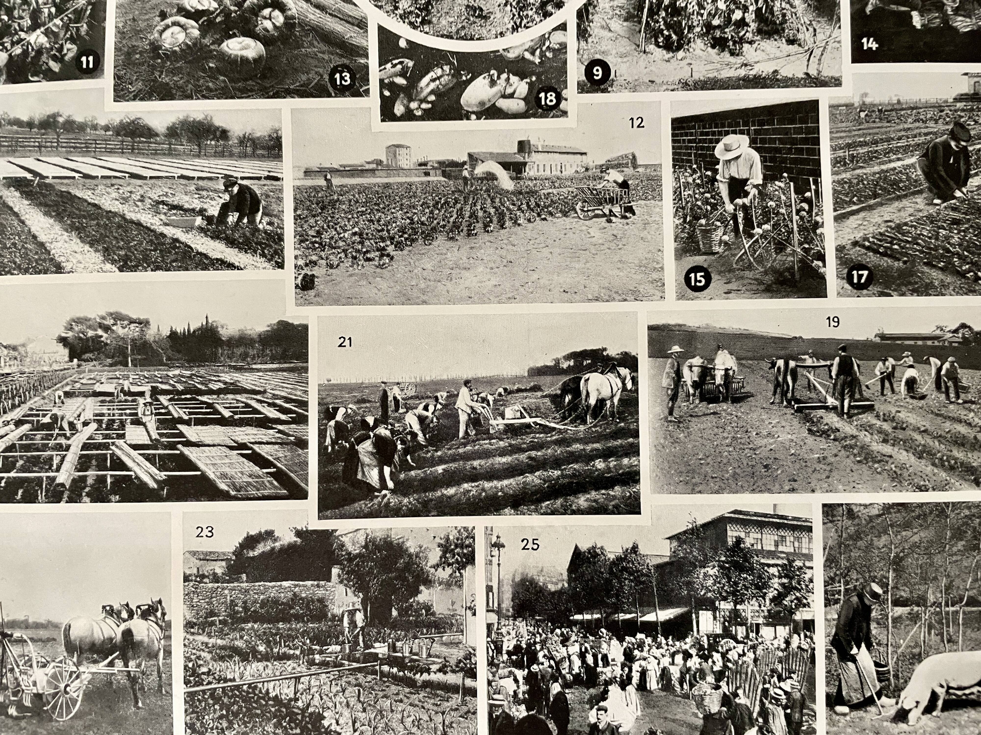 Lithograph on vegetables and vegetable plants - 1930