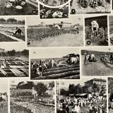 Lithograph on vegetables and vegetable plants - 1930