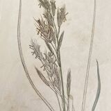 Trio of botanical plates, Ed London 1809