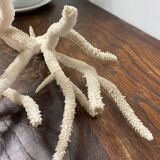 Branche de corail blanc