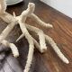 White coral branch