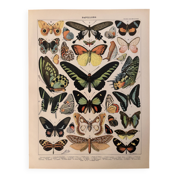 Lithographie sur les papillons exotiques - 1900 — Beyit