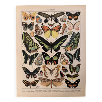 Lithograph of exotic butterflies - 1900