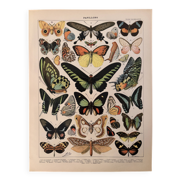 Lithograph of exotic butterflies - 1900