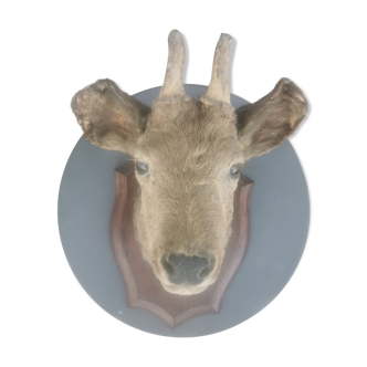 Hunting trophy head of deer