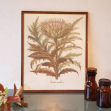 Old Botanical poster framed