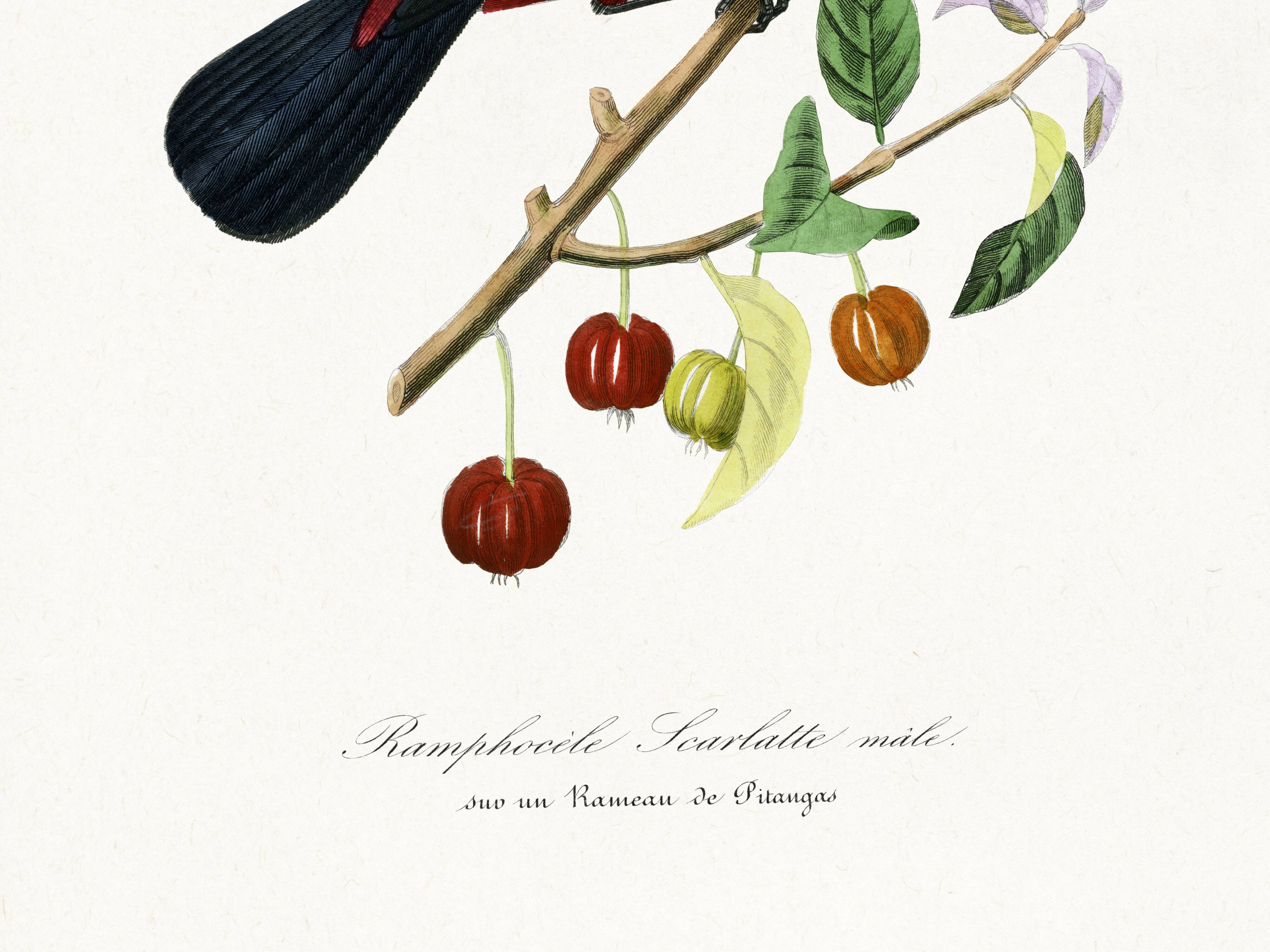 Poster about the Ramphocelus (bird), based on an old engraving from 1842.