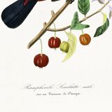 Poster about the Ramphocelus (bird), based on an old engraving from 1842.