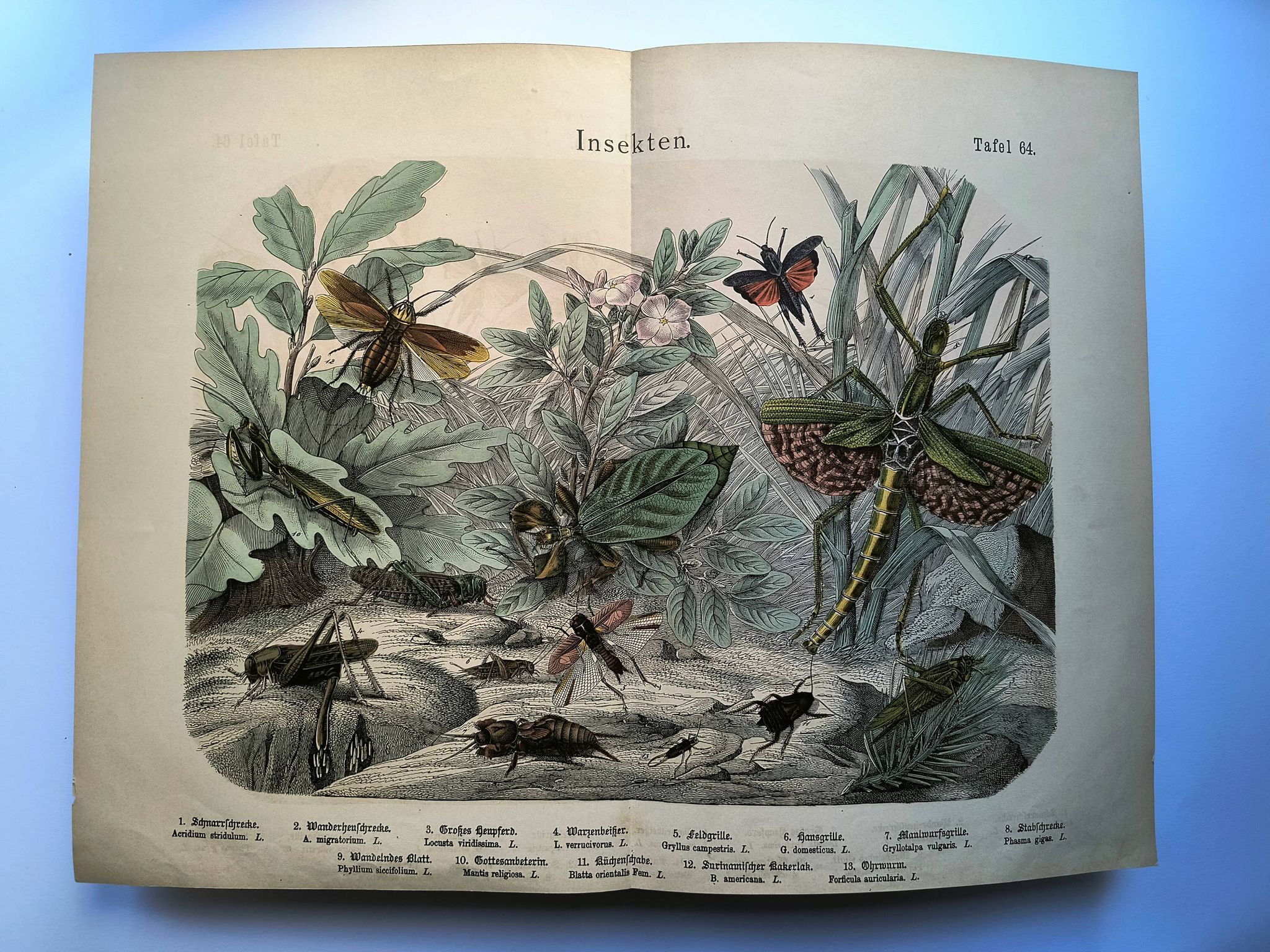 Old engraving from 1886 - Tropical insects and grasshoppers - Lithograph