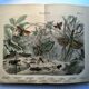 Gravure ancienne de 1886 - Insectes tropicaux et sauterelles - Lithographie