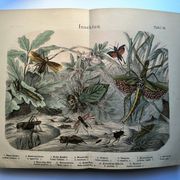 Old engraving from 1886 - Tropical insects and grasshoppers - Lithograph