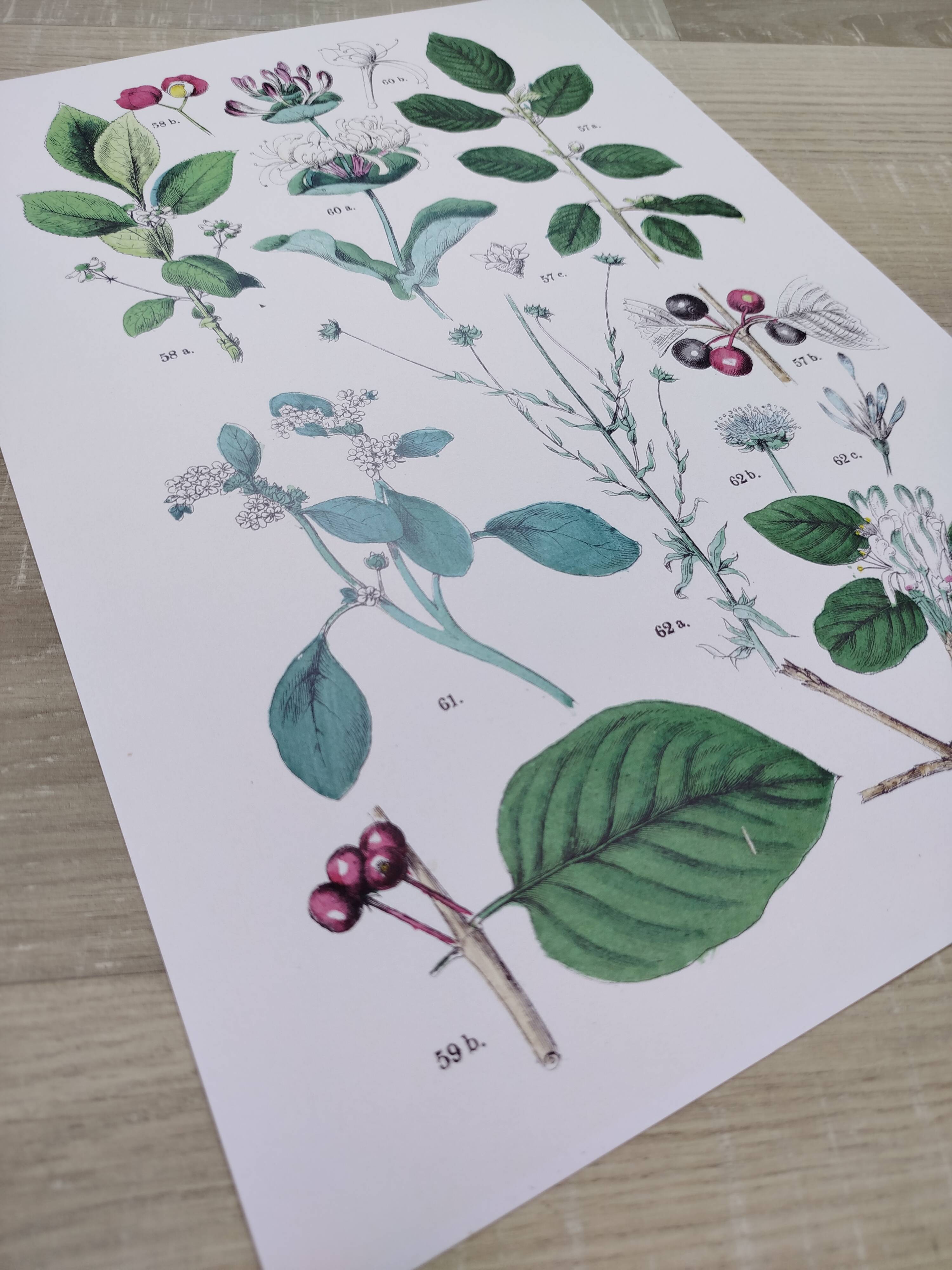 Plant poster based on an 1881 engraving "water chestnut"