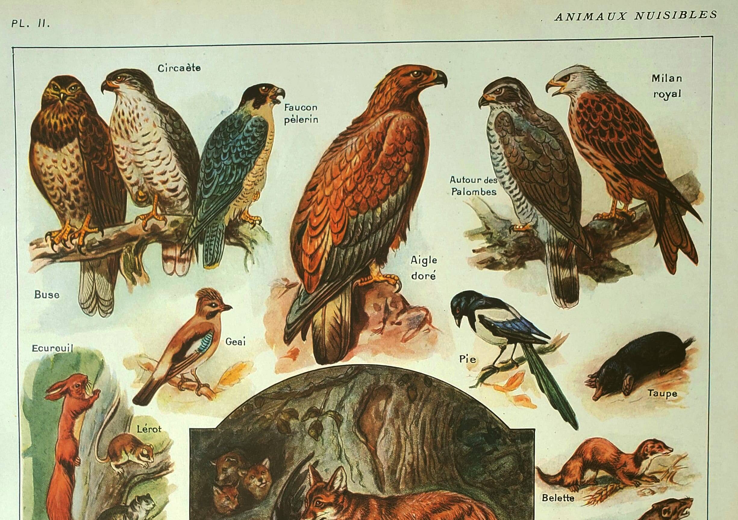 Old lithograph 1921 M. Dessertenne - Wild animals called "harmful"