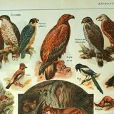 Old lithograph 1921 M. Dessertenne - Wild animals called "harmful"