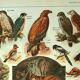 Old lithograph 1921 M. Dessertenne - Wild animals called "harmful"