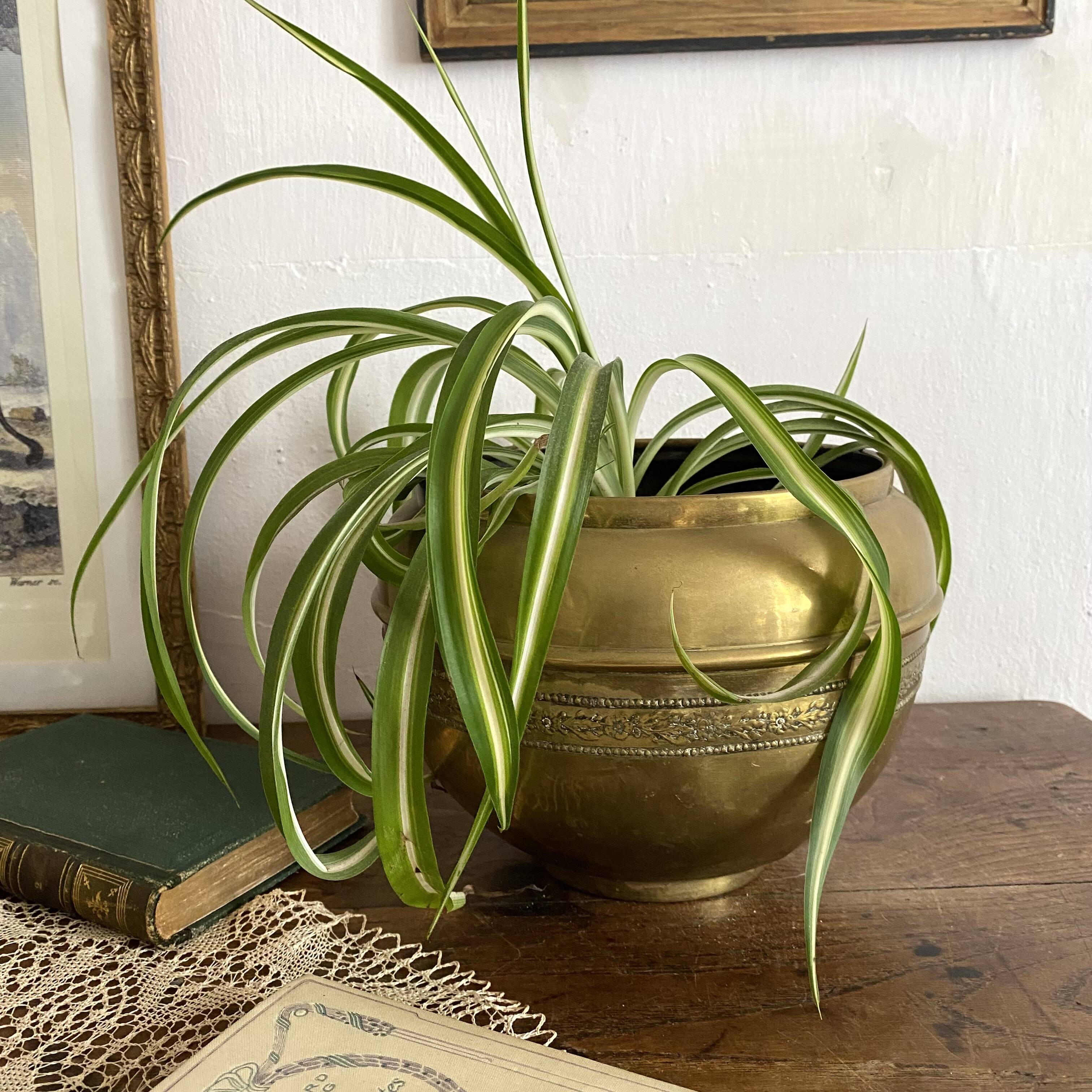Villedieu gilded brass flowerpot