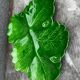 Green Ceramic Hors d'Oeuvres Dish in Leaf Shape, Art Deco Period