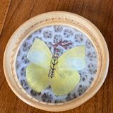 Tray and 6 coasters with naturalized butterflies