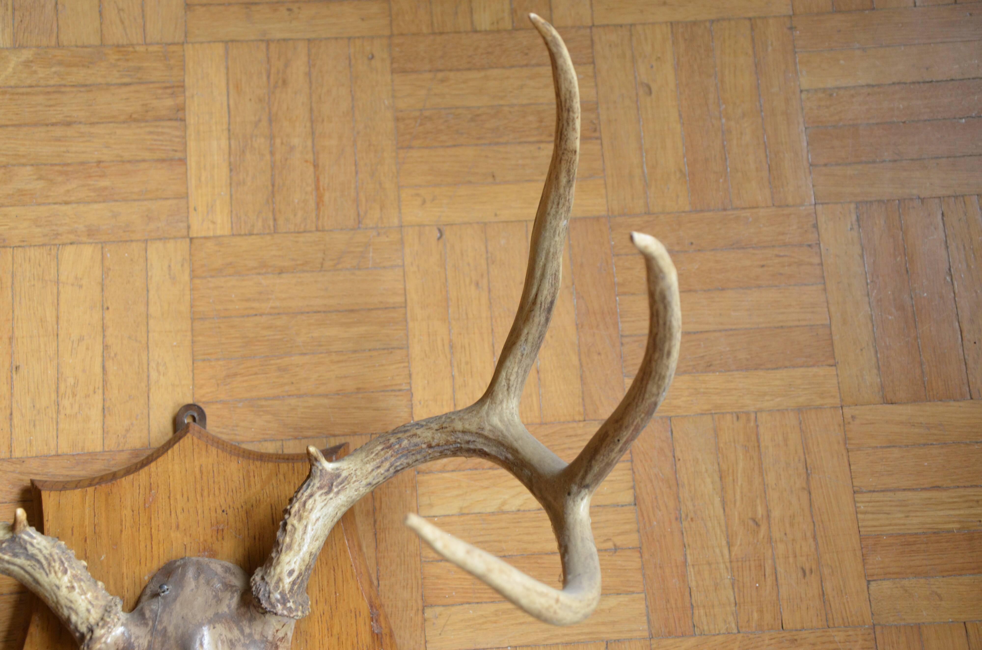 White-tailed deer massacre