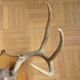White-tailed deer massacre