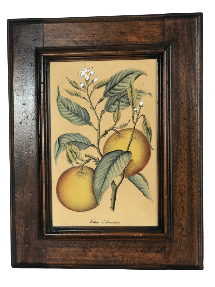 Framed botanical drawing