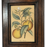 Framed botanical drawing