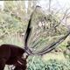Arques Durand crystal stemmed glasses, Rambouillet model