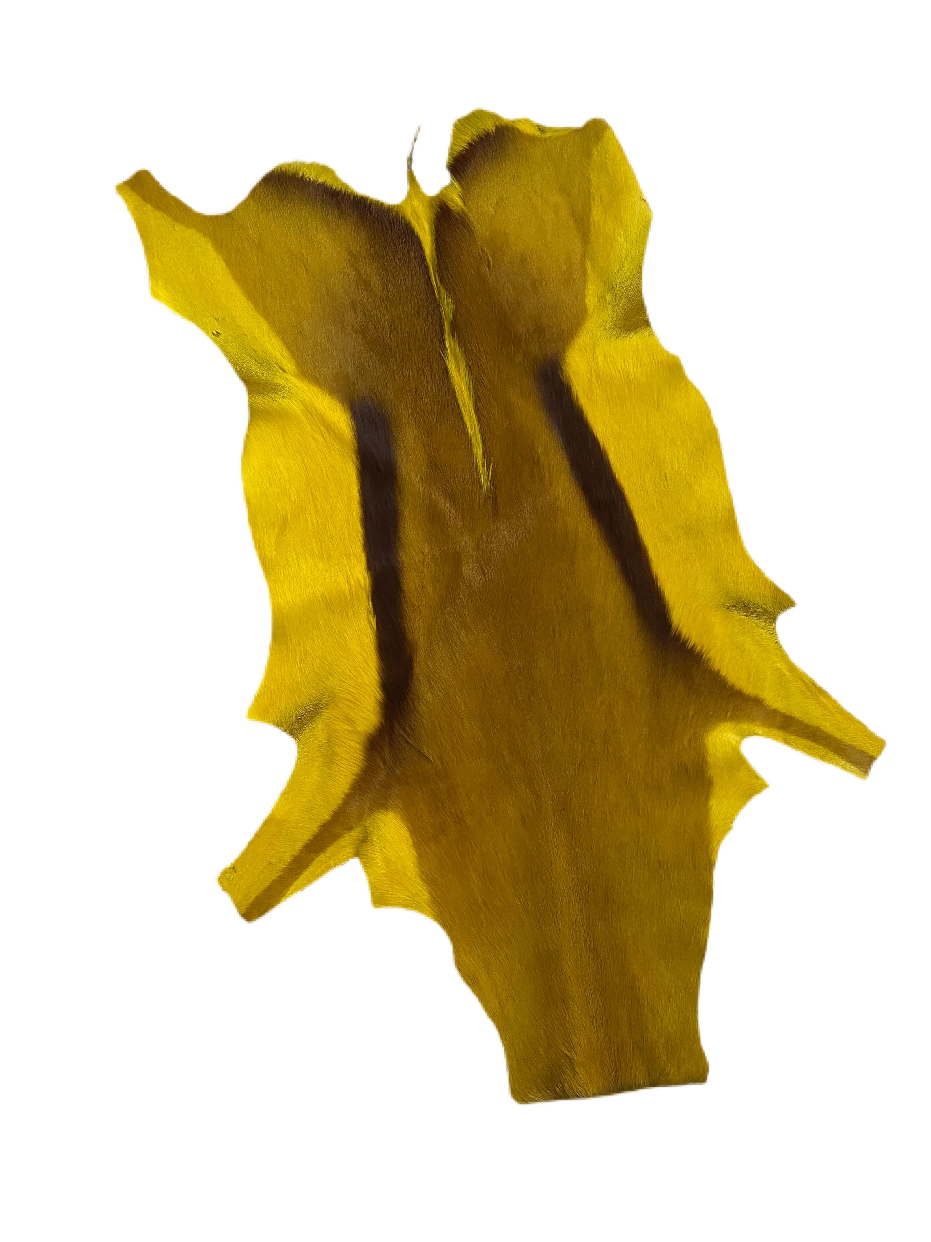 Pretty South African antelope skin bought at auction 66x100cm